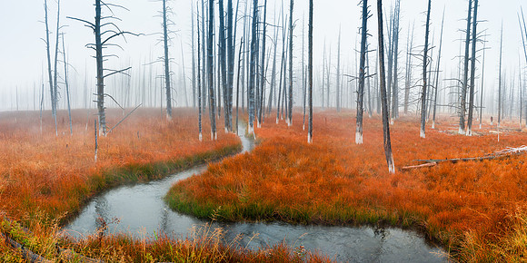 Yellowstone Grasses