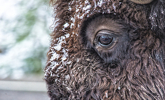 Bison Eye
