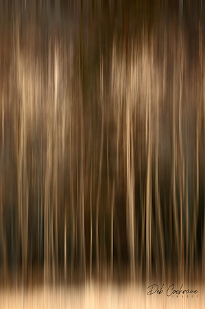 Aspen Winter